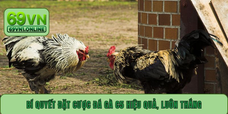 Bí quyết đặt cược đá gà C5 hiệu quả, luôn thắng