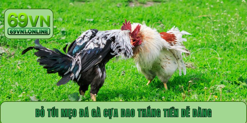 Bỏ túi mẹo đá gà cựa dao thắng tiền dễ dàng