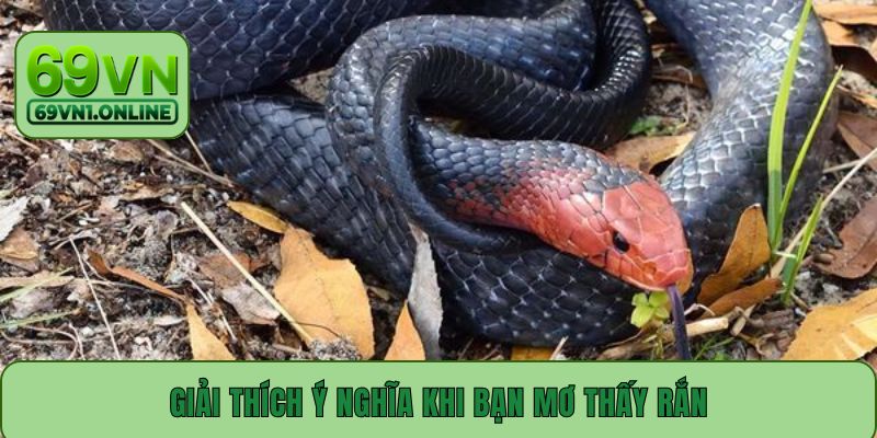 Giải thích ý nghĩa khi bạn mơ thấy rắn