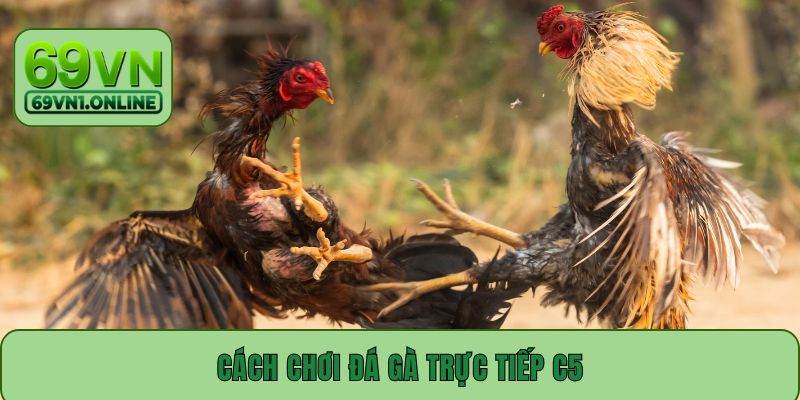Hướng Dẫn Cách Chơi Đá Gà Trực Tiếp C5 Chi Tiết Từ A - Z
