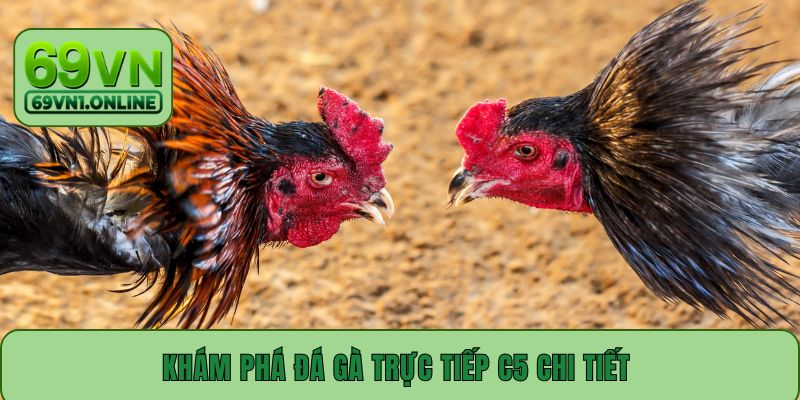 Khám phá đá gà trực tiếp C5 chi tiết