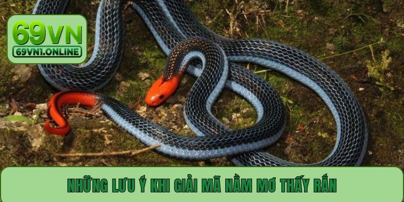 Những lưu ý khi giải mã nằm mơ thấy rắn